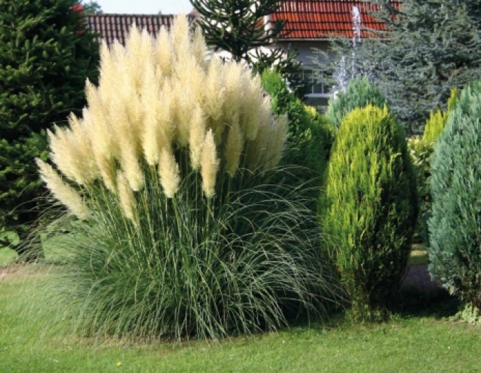 Iarbă de pampas - Cortaderia ´Evita´