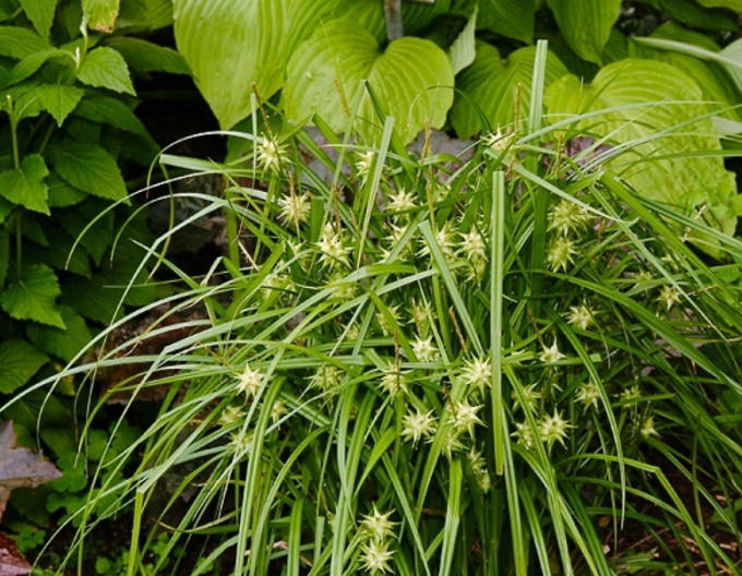 Carex  "Sedge Gray´s"