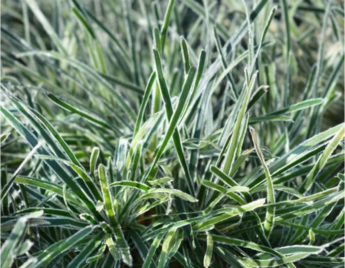 Ficinia ´Ice Crystal´