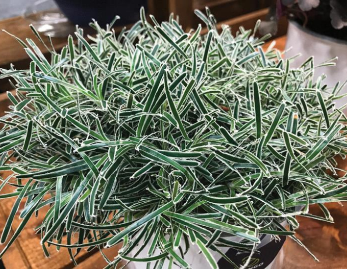 Ficinia ´Ice Crystal´