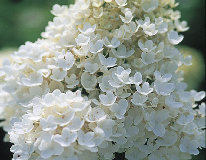 Hortensie paniculate Grandiflora