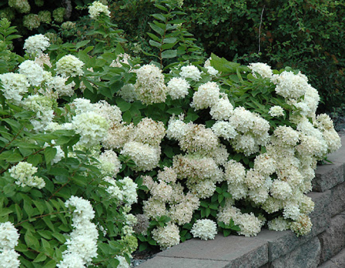 Hortensie paniculate Grandiflora