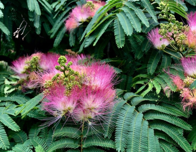 Albizia roz 125 - 150cm