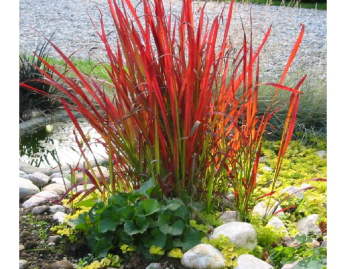 Imperata cylindrica ´Red Baron´ 1l