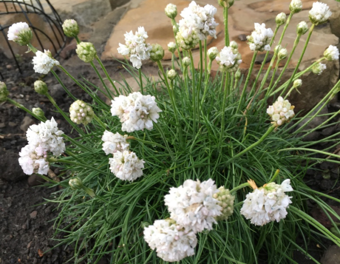 Armeria ´Armada White´