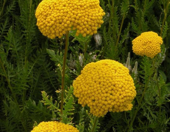 Coada-șoricelului  ´Variety´s Parkery´