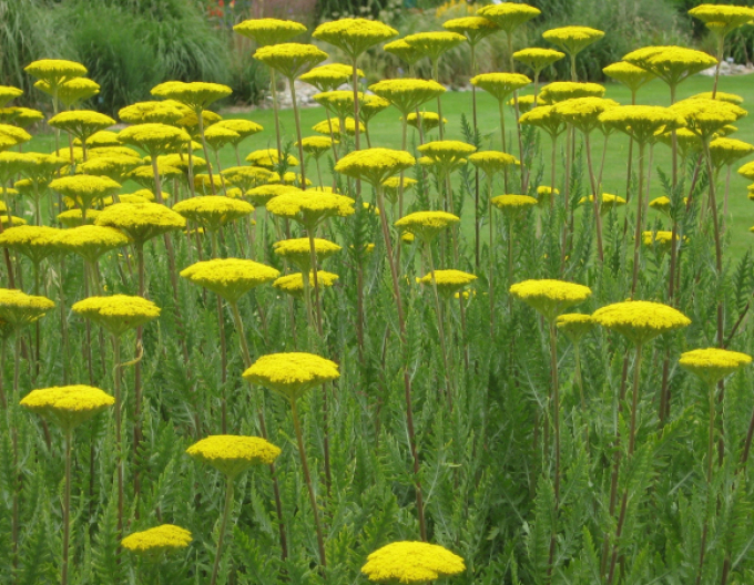 Coada-șoricelului  ´Variety´s Parkery´