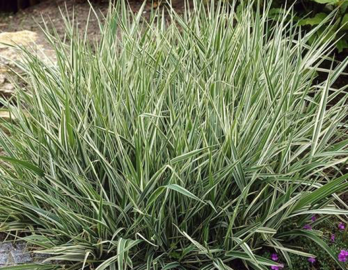 Phalaris arundinacea Picta