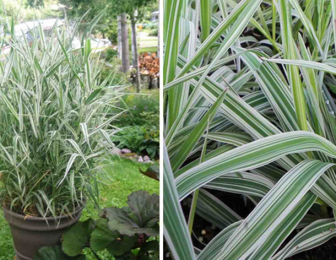 Phalaris arundinacea Picta