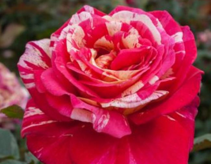 Trandafir pomișor Papageno