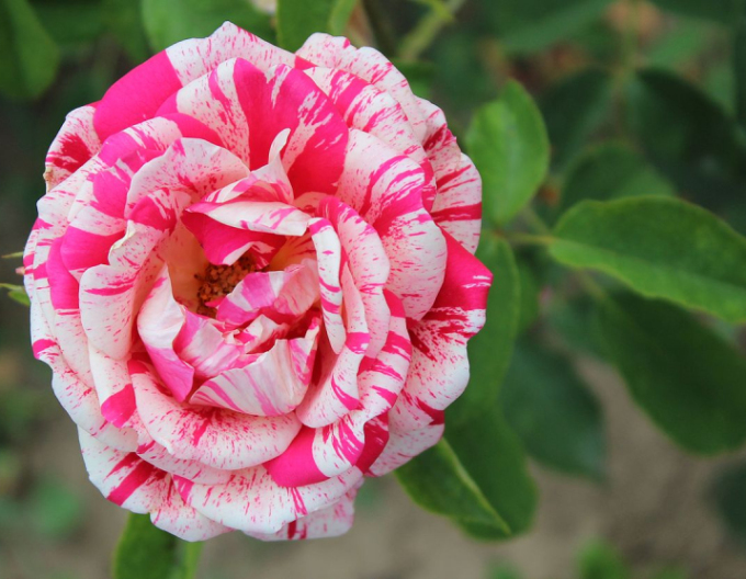 Trandafir pomișor Papageno