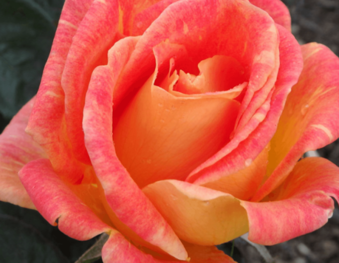 Trandafir pomișor Harry Wheatcroft