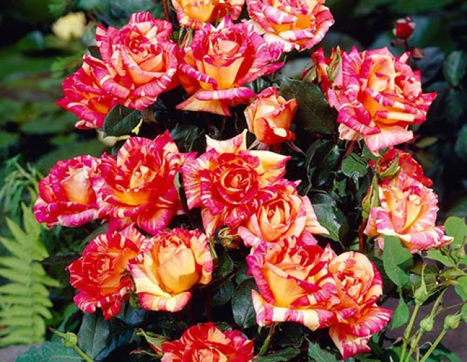 Trandafir pomișor Harry Wheatcroft