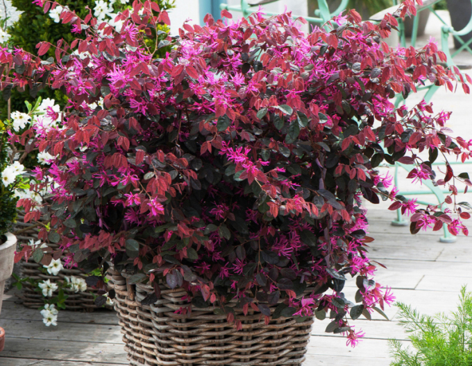 Loropetalum chinese ´Fire Dance´