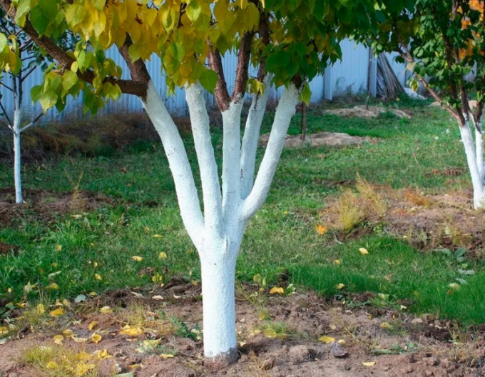 Biovita Var pentru albirea copacilor și arbuștilor găleată 1kg