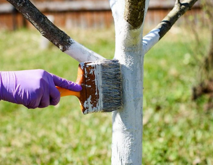 Biovita Var pentru albirea copacilor și arbuștilor găleată 1kg