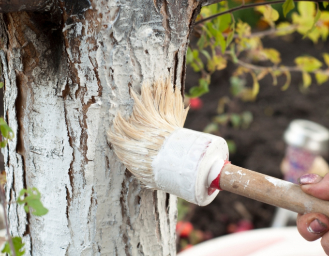 Biovita Var pentru albirea copacilor și arbuștilor găleată 1kg