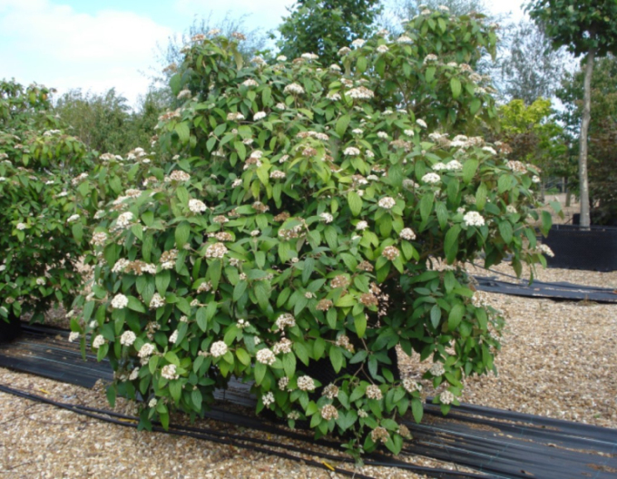 Viburnum rhytidophyllum 3l