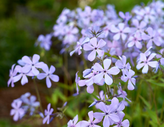 Phlox  ´Clouds of Perfume´