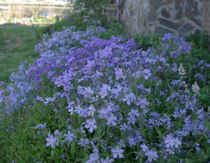 Phlox  ´Clouds of Perfume´