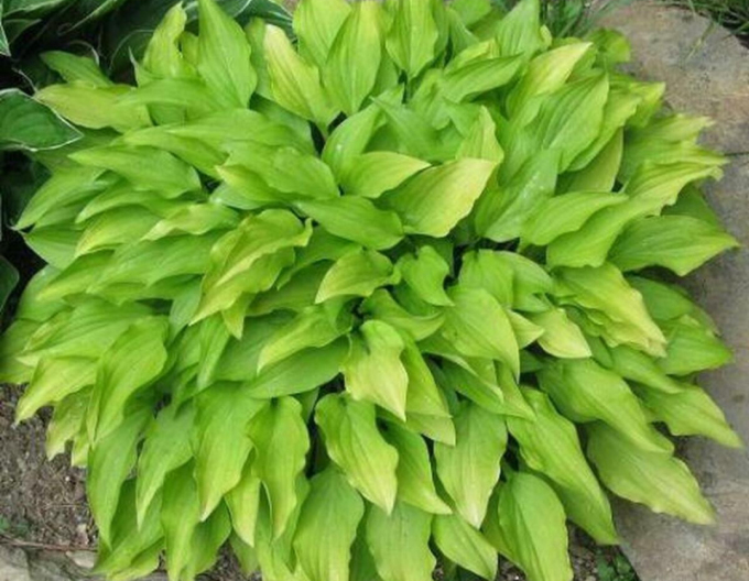 Crin de toamnă - Hosta ´Lemon Lime´