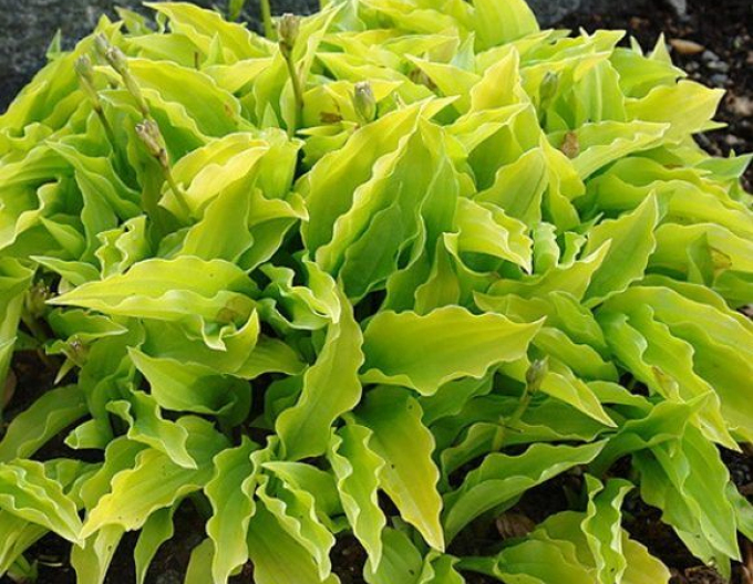 Crin de toamnă - Hosta ´Lemon Lime´