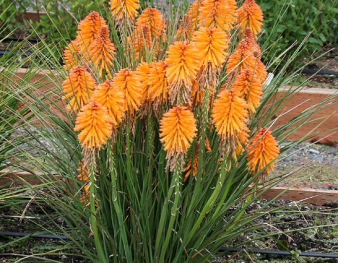Kniphofia ´Poco Orange´