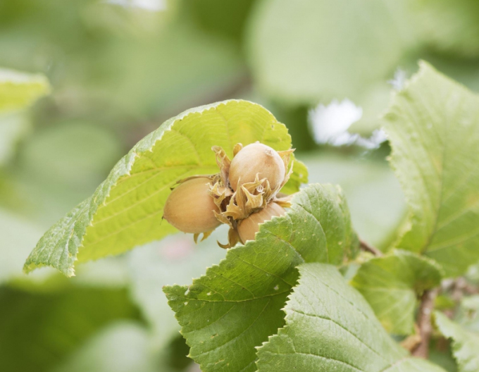 Alun de munte ´Segorbe´, cont. 5l