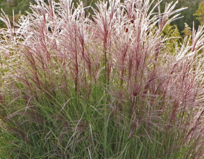 Miscanthus sinensis Ferner Osten