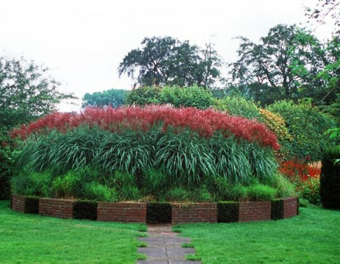 Miscanthus sinensis Ferner Osten