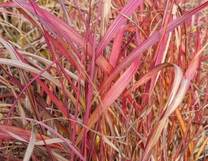 Miscanthus sinensis ´Navajo´
