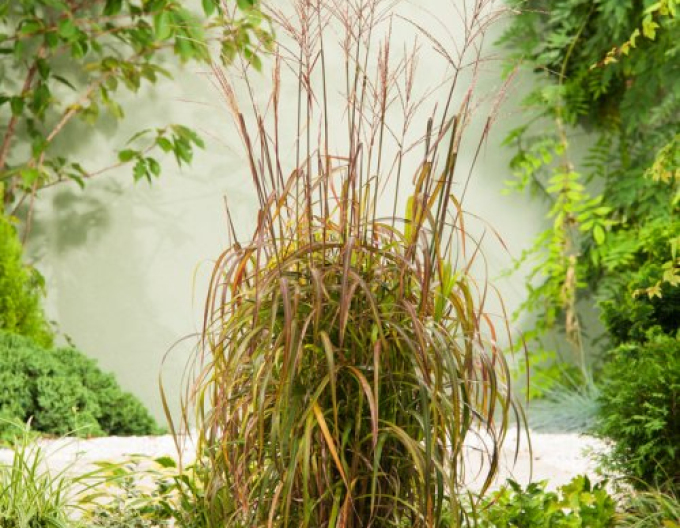 Miscanthus sinensis ´Navajo´