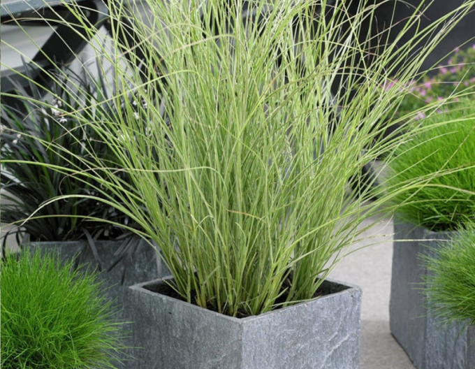 Miscanthus sinensis ´Morning Light´