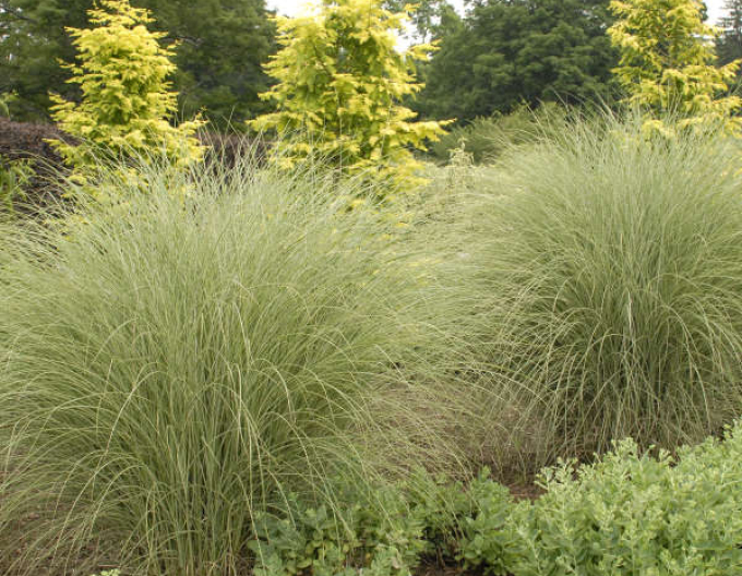 Miscanthus sinensis ´Morning Light´
