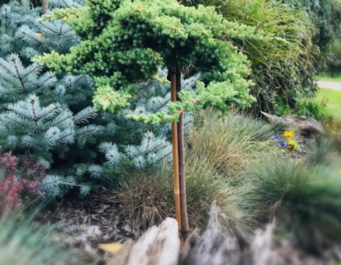 Lenupăr Nana pe o tulpină