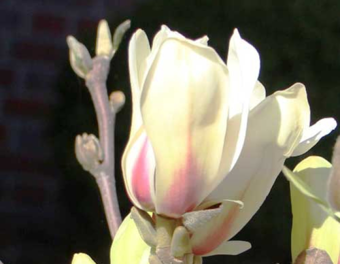 Magnolia ´Sunrise´ pe o tulpină