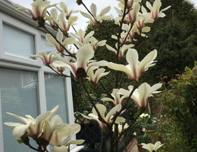 Magnolia ´Sunrise´ pe o tulpină