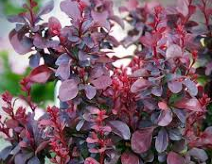 Berberis thunbergii "Concorde"