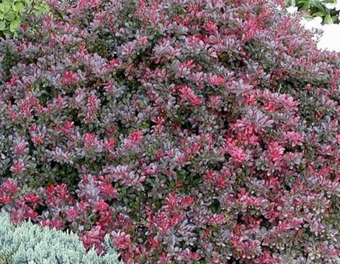 Drăcilă japoneză´Atropurpurea Nana´