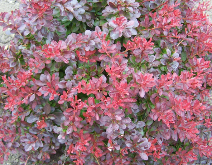 Drăcilă japoneză´Atropurpurea Nana´