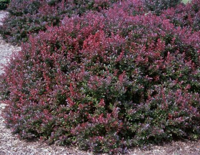 Drăcilă japoneză´Atropurpurea Nana´