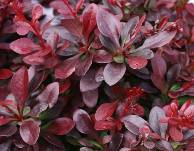 Drăcilă japoneză´Atropurpurea Nana´