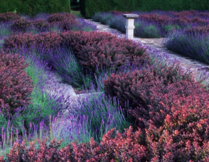 Drăcilă japoneză´Atropurpurea Nana´