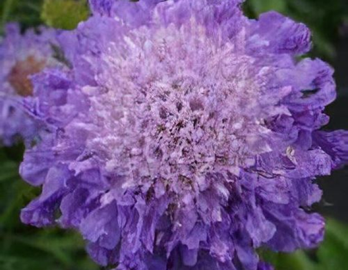Scabiosa ´Blue Note´