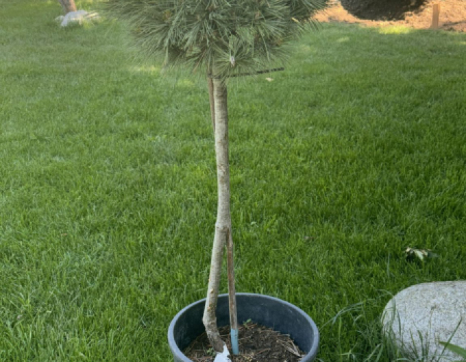 Pin neted ´Butter Cup´ pe o tulpină