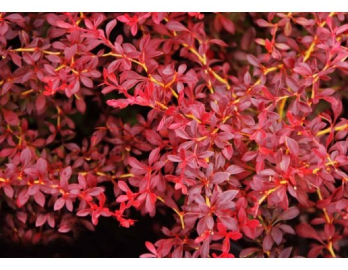 Berberis thunbergii ´Red Dream´