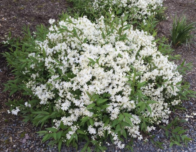 Deutzia pitică albă ´Nikko´