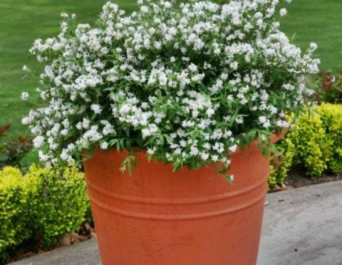 Deutzia pitică albă ´Nikko´