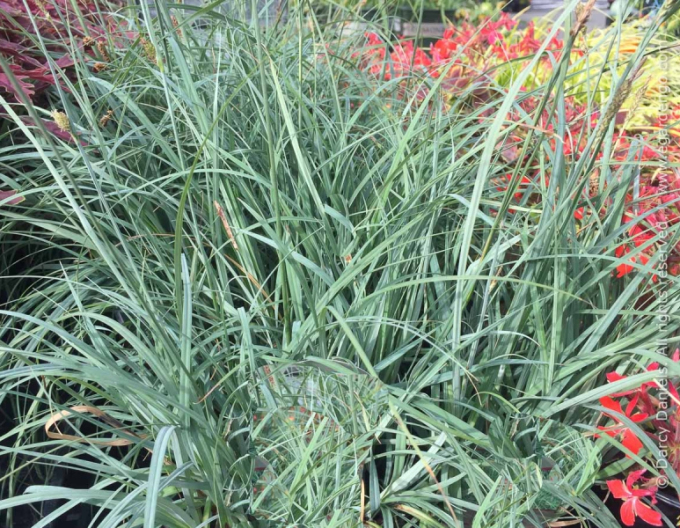 Carex Blue Zinger 1,5L