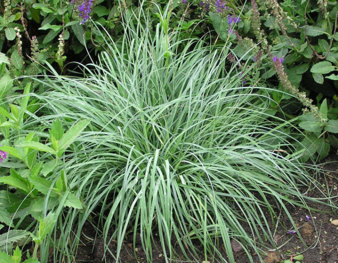 Carex Blue Zinger 1,5L